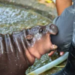 How Moo Deng, Thailand’s Adorable Baby Hippo, Became An Internet Sensation