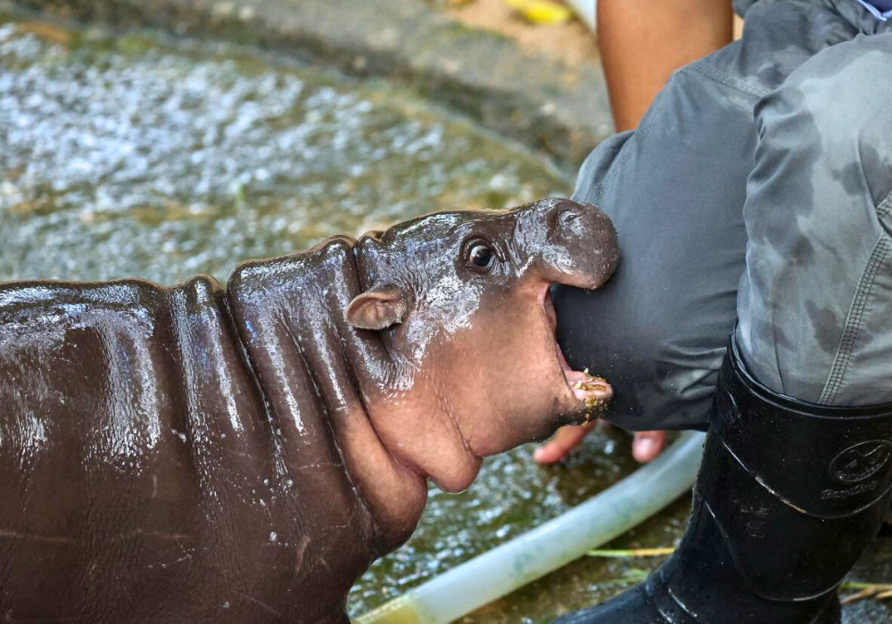 How Moo Deng, Thailand’s Adorable Baby Hippo, Became An Internet Sensation