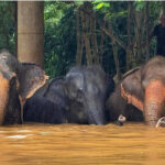 Chiang Mai Floods Elephant Stranded Sanctuary
