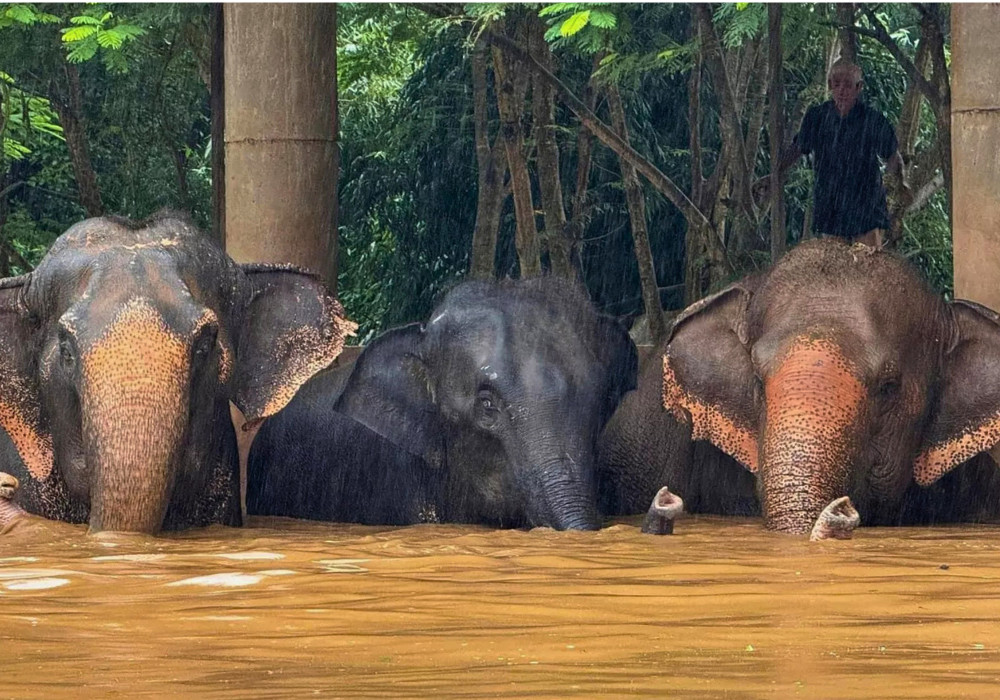 Chiang Mai Floods Elephant Stranded Sanctuary