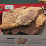 Hong Kong Dinosaur Fossils Featured Image