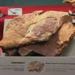 Hong Kong Dinosaur Fossils Featured Image