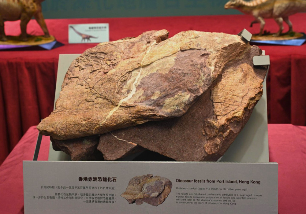 Hong Kong Dinosaur Fossils Featured Image
