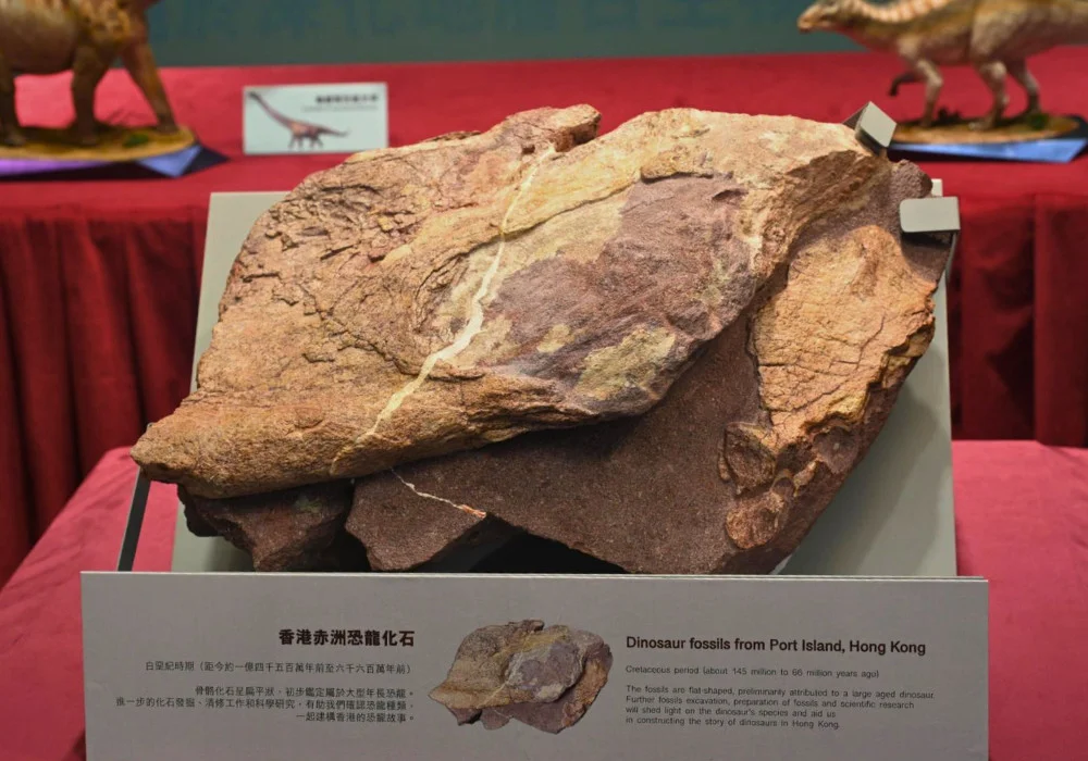 Hong Kong Dinosaur Fossils Featured Image