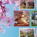 Cherry Blossoms Featured Image
