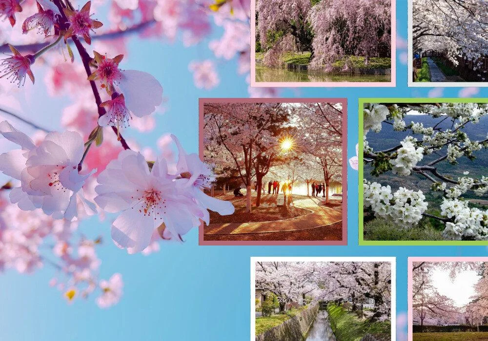 Cherry Blossoms Featured Image