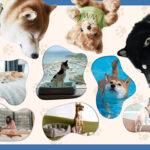 Have A Furry Good Time At These Amazing Pet-Friendly Hotels In Hong Kong!