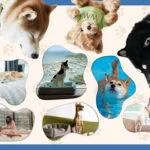 Have A Furry Good Time At These Amazing Pet-Friendly Hotels In Hong Kong!