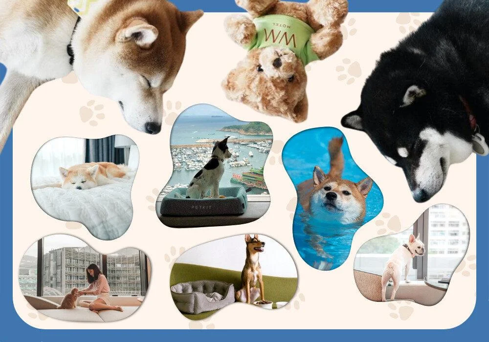 Have A Furry Good Time At These Amazing Pet-Friendly Hotels In Hong Kong!