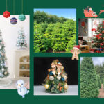 Christmas Trees Featured Images