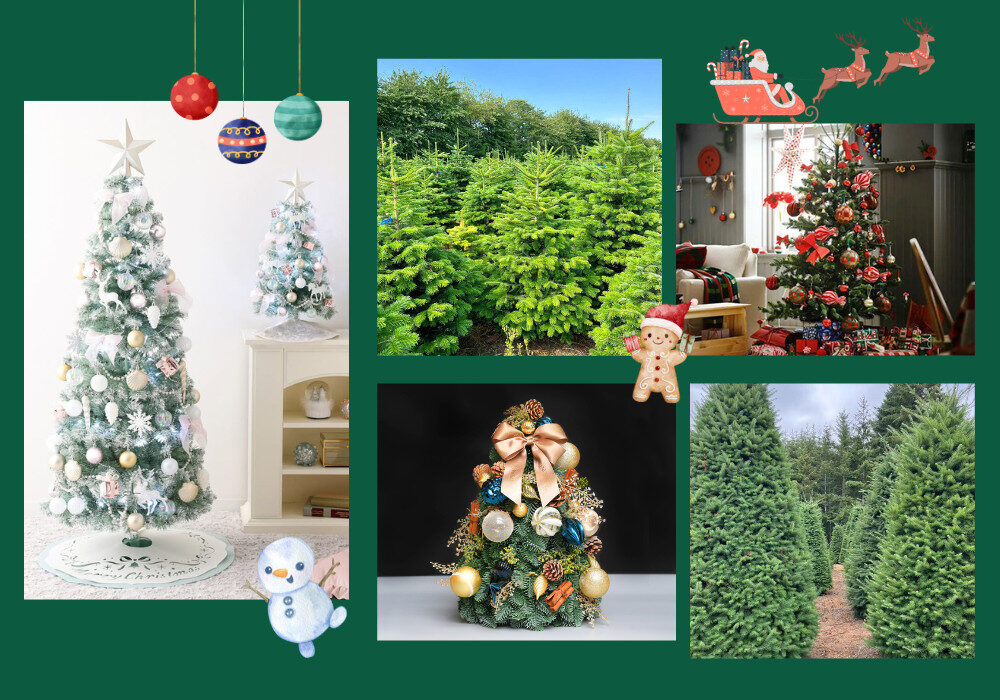 Christmas Trees Featured Images