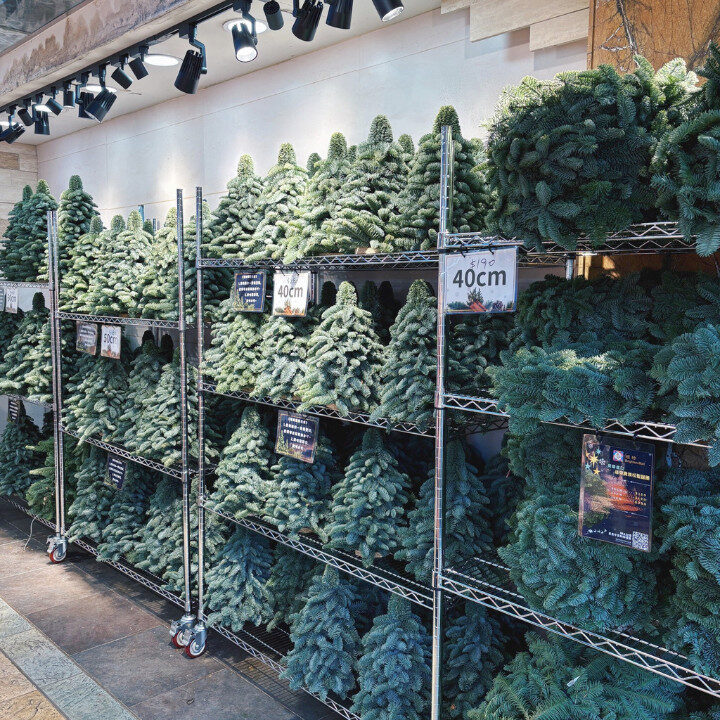 brighten-mall mini christmas trees