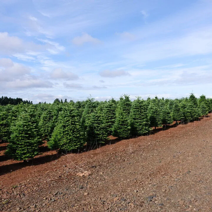buy christmas trees in hong kong at chun hing garden