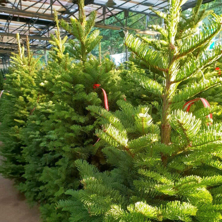 far east flora buy christmas trees in hong kong