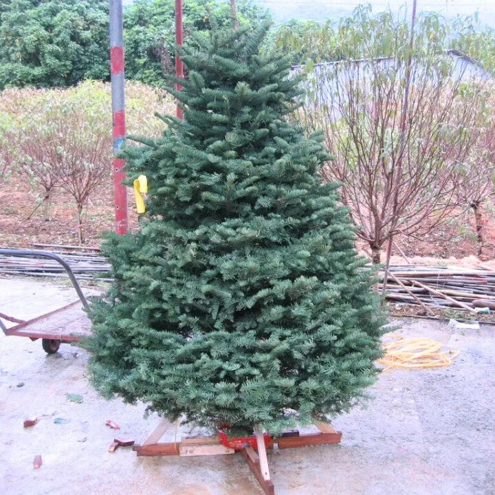 buy christmas trees hong kong florist paradise limited