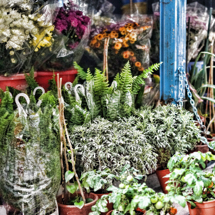 mong kok flower market hong kong
