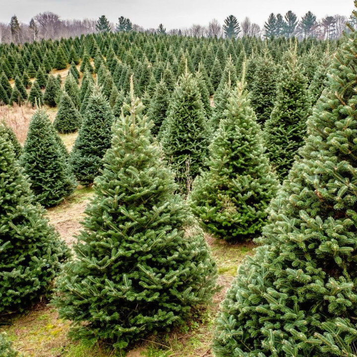 garden plus christmas trees