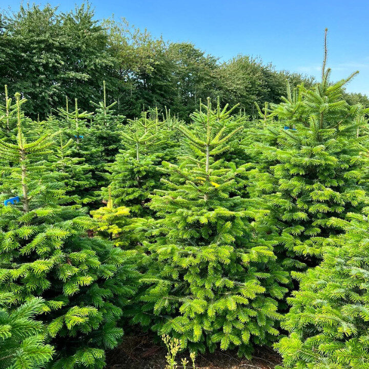 royal fir christmas trees hong kong