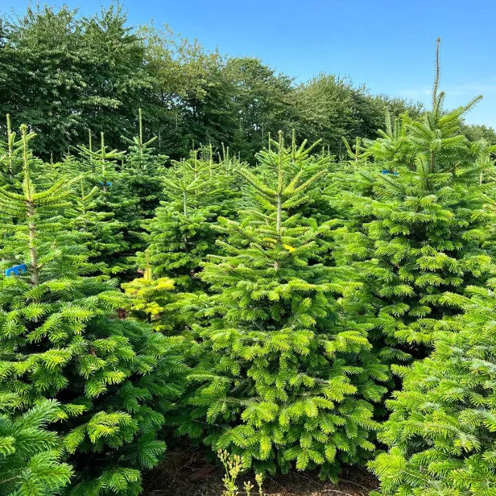 royal fir christmas trees hong kong