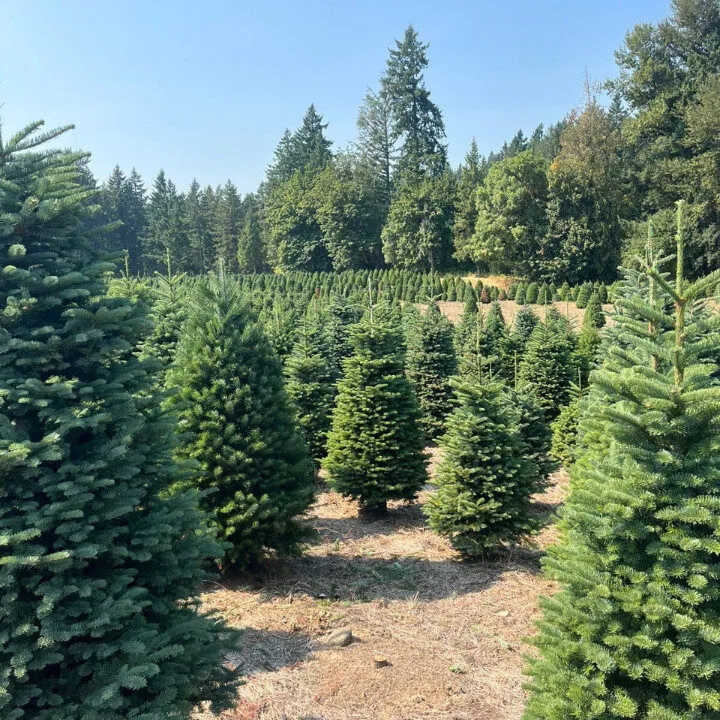 buy sophie's christmas trees hong kong