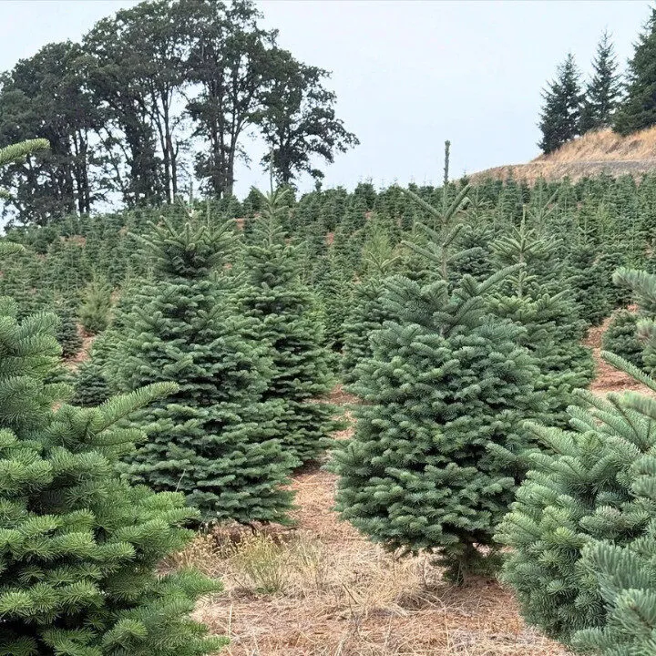 buy christmas trees hong kong wah king garden arts