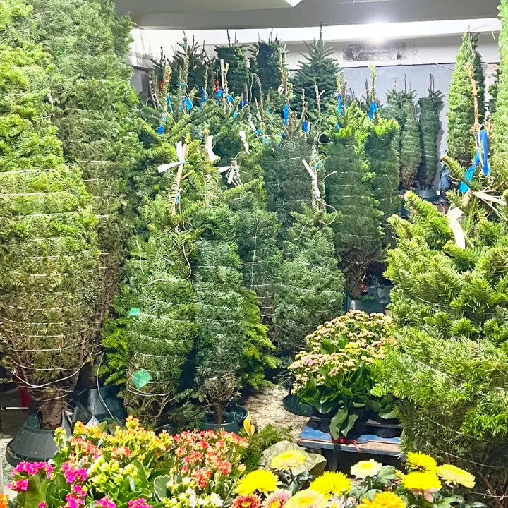buy christmas trees hong kong woodsy garden