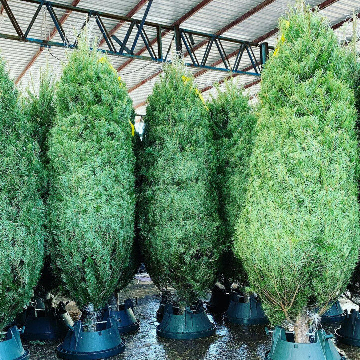 xmastree online christmas trees hong kong