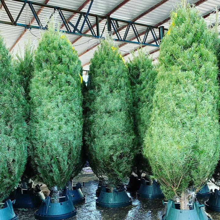 xmastree online christmas trees hong kong