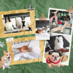Paw-Some Stays: Best Pet-Friendly Hotels In Bangkok For You & Your Furry Plus-One!