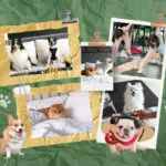 Paw-Some Stays: Best Pet-Friendly Hotels In Bangkok For You & Your Furry Plus-One!