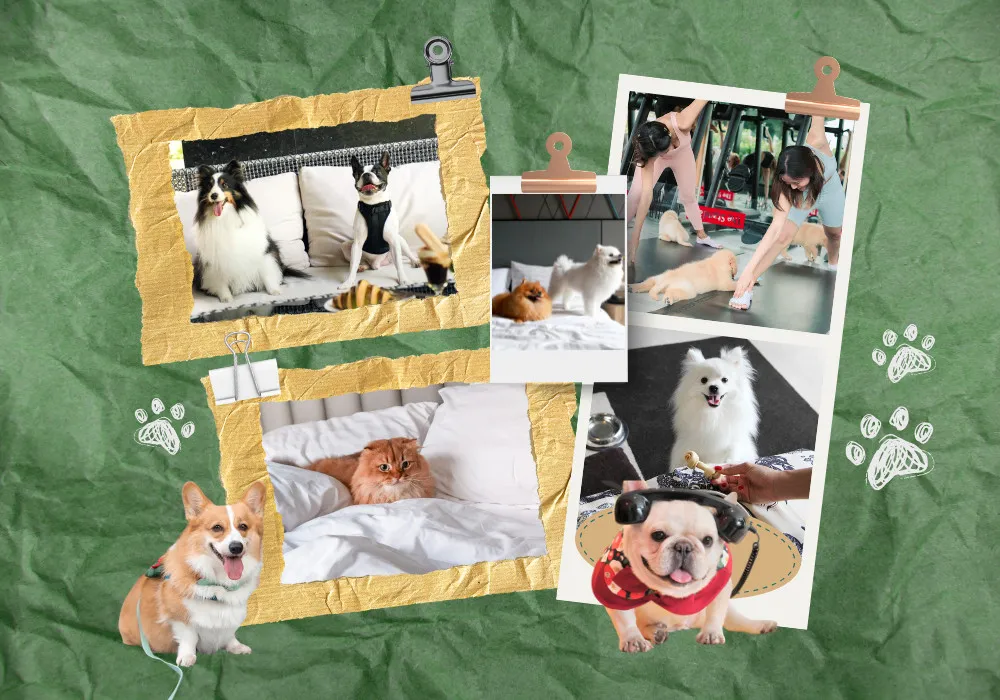 Paw-Some Stays: Best Pet-Friendly Hotels In Bangkok For You & Your Furry Plus-One!