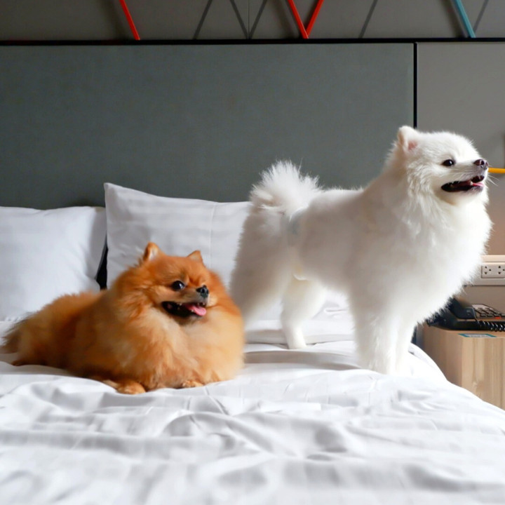 two dogs in bed at ibis bangkok
