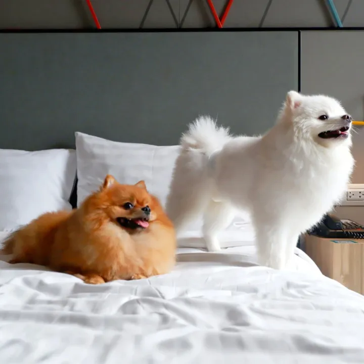 two dogs in bed at ibis bangkok