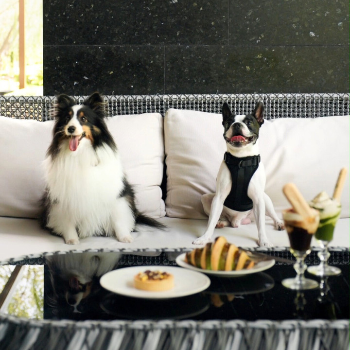 pet-friendly hotels bangkok kimpton maa-lai