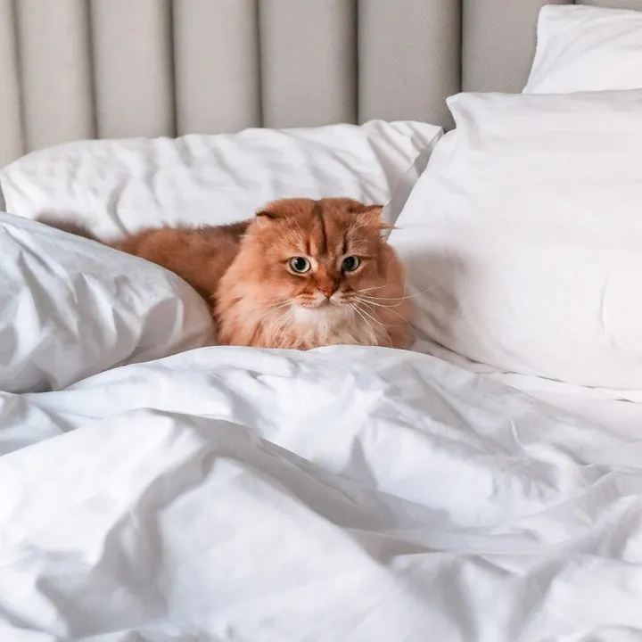 cat in a bed at The Quartier Hotel Phrom Phong/Thonglor Bangkok